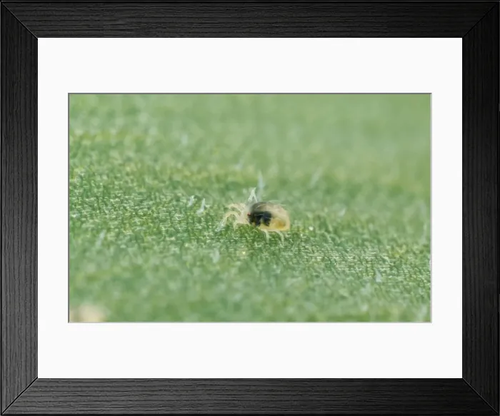 Framed Print : Red Spider Mite Nymph Framed Print : Red Spider Mite Nymph