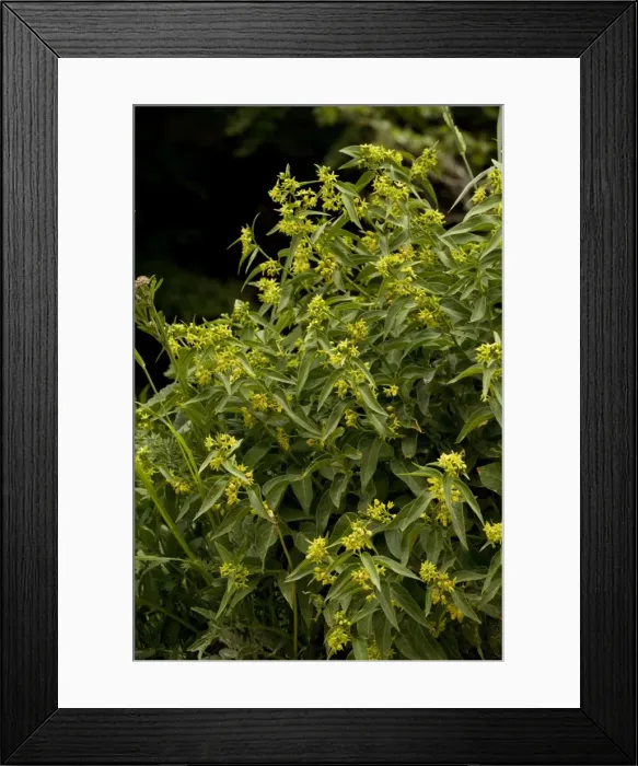 Framed Print : Swallow-wort (Vincetoxicum hirundinaria). Medicinal and toxic plant. Pyrenees. Spain Framed Print : Swallow-wort (Vincetoxicum hirundinaria). Medicinal and toxic plant. Pyrenees. Spain