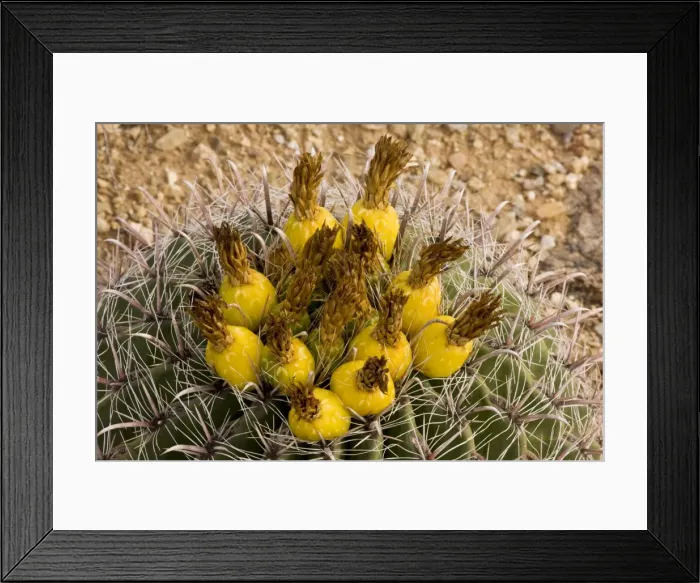 Framed Print : Fishhook Barrel Cactus Ferocactus wislizenii, in fruit; Arizona Framed Print : Fishhook Barrel Cactus Ferocactus wislizenii, in fruit; Arizona