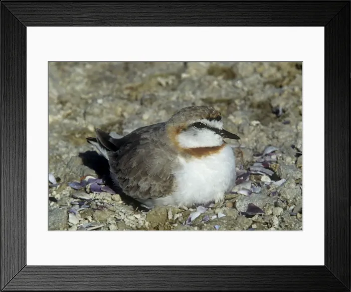 Framed Print : Chestnut-banded Sand Plover Framed Print : Chestnut-banded Sand Plover