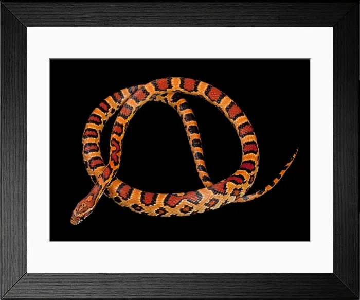 Framed Print : Corn / Red Rat Snake - “Okeetee” mutation - North America Framed Print : Corn / Red Rat Snake - “Okeetee” mutation - North America
