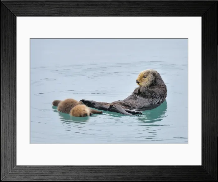 Framed Print : Alaskan / Northern Sea Otter - mother and pup - Alaska _D3B3354 Framed Print : Alaskan / Northern Sea Otter - mother and pup - Alaska _D3B3354