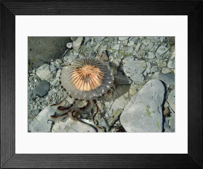 Framed Print : Compass Jellyfish - lundy shore UK Framed Print : Compass Jellyfish - lundy shore UK