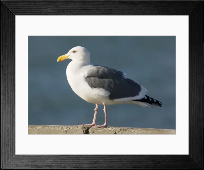 Framed Print : Western Gull - perched on wall, San Francisco