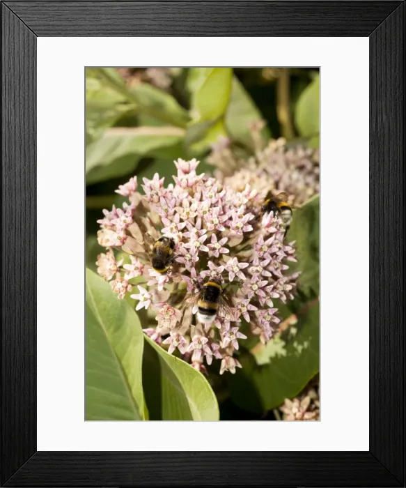 Framed Print : Asclepias syriaca - a milkweed, commonly grown in gardens. With visiting bumble-bees Framed Print : Asclepias syriaca - a milkweed, commonly grown in gardens. With visiting bumble-bees