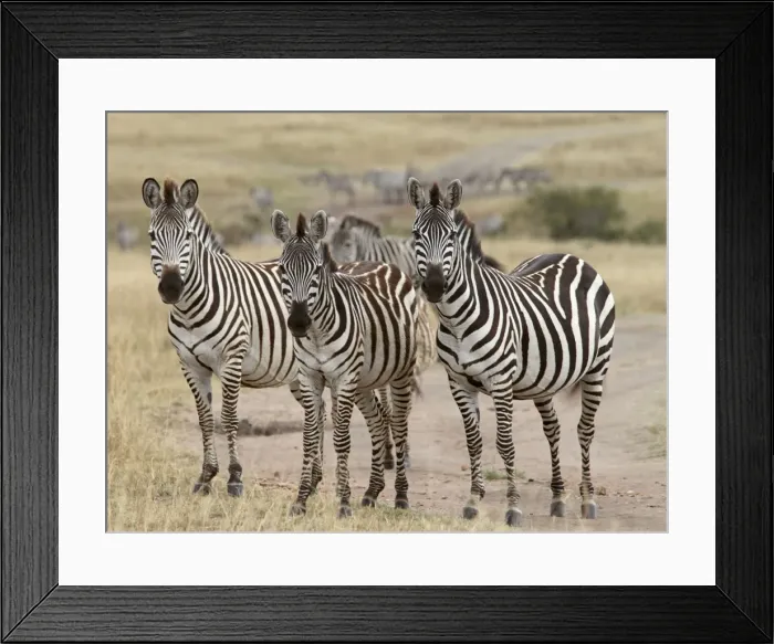 Framed Print : Grant's Zebra - herd - Maasai Mara - Kenya Framed Print : Grant's Zebra - herd - Maasai Mara - Kenya
