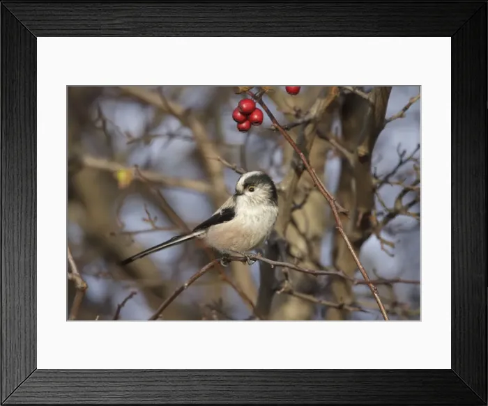 Framed Print : Long-Tailed Tit - in hawthorne bush - Cleveland - UK Framed Print : Long-Tailed Tit - in hawthorne bush - Cleveland - UK