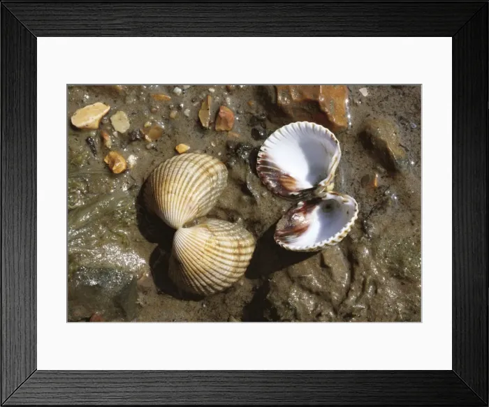 Framed Print : Common Cockles - Poole Harbour - UK Framed Print : Common Cockles - Poole Harbour - UK