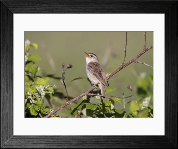 Framed Print : Sedge Warbler - singing from vantage point on bramble bushes - Cleveland - UK Framed Print : Sedge Warbler - singing from vantage point on bramble bushes - Cleveland - UK