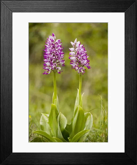 Framed Print : Monkey Orchid (Orchis simia) in flower. Very rare in UK Framed Print : Monkey Orchid (Orchis simia) in flower. Very rare in UK
