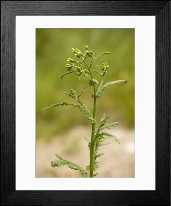 Framed Print : Sticky groundsel (Senecio viscosus). Hants Framed Print : Sticky groundsel (Senecio viscosus). Hants