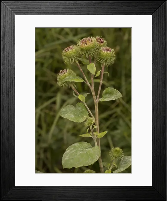 Framed Print : Greater burdock (Arctium lappa) on the Somerset Levels Framed Print : Greater burdock (Arctium lappa) on the Somerset Levels