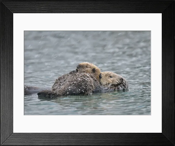 Framed Print : Alaskan / Northern Sea Otter - mother and pup on water in snowstorm - Alaska _D3B6504 Framed Print : Alaskan / Northern Sea Otter - mother and pup on water in snowstorm - Alaska _D3B6504