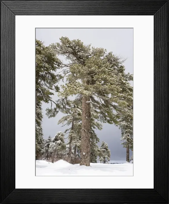Framed Print : Black Pine (Pinus nigra ssp. pallasiana) forest in the high Troodos Mountains, south Cyprus, in late winter snow Framed Print : Black Pine (Pinus nigra ssp. pallasiana) forest in the high Troodos Mountains, south Cyprus, in late winter snow