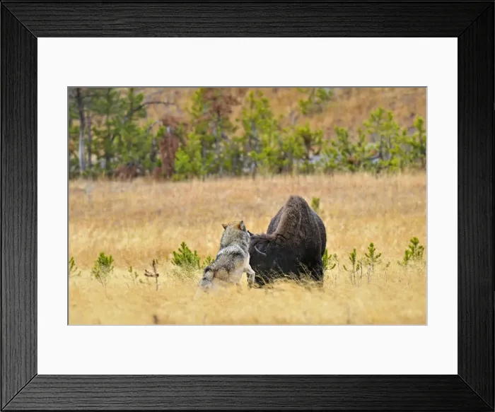 Framed Print : Wild Grey Wolf - trying to take down a Bison cow - Autumn - Yellowstone National Park - Wyoming - USA _D3D3210 Framed Print : Wild Grey Wolf - trying to take down a Bison cow - Autumn - Yellowstone National Park - Wyoming - USA _D3D3210