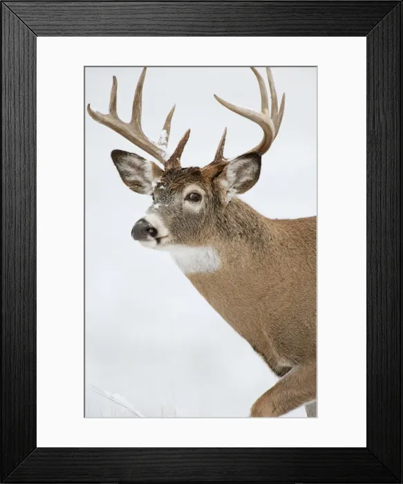 Framed Print : White-tailed Deer - buck in snow - Rocky Mountains - Montana - USA _DSC9195 Framed Print : White-tailed Deer - buck in snow - Rocky Mountains - Montana - USA _DSC9195