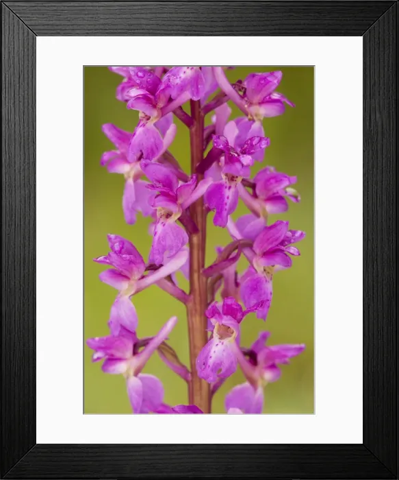 Framed Print : Early Purple Orchid (Orchis mascula) in flower Framed Print : Early Purple Orchid (Orchis mascula) in flower