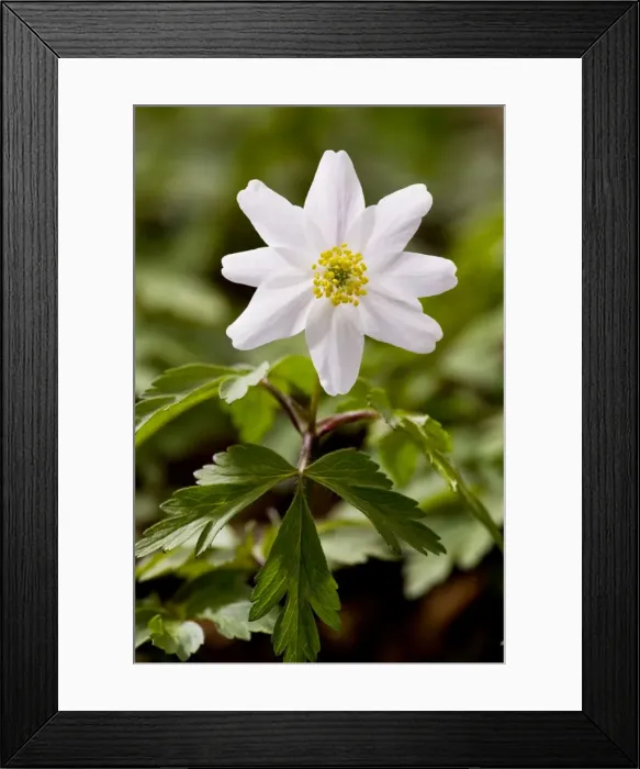 Framed Print : Wood Anemones - in flower in spring in ancient coppice woodland; Garston Wood nature reserve, Dorset UK Framed Print : Wood Anemones - in flower in spring in ancient coppice woodland; Garston Wood nature reserve, Dorset UK