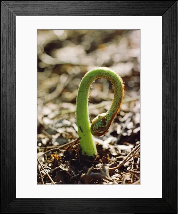 Framed Print : Bracken - Frond emerging, May Framed Print : Bracken - Frond emerging, May