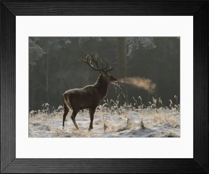 Framed Print : Red Deer - buck in winter snow - Germany Framed Print : Red Deer - buck in winter snow - Germany