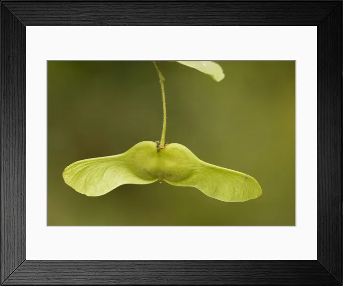 Framed Print : Field maple in fruit, with helicopter fruits Framed Print : Field maple in fruit, with helicopter fruits