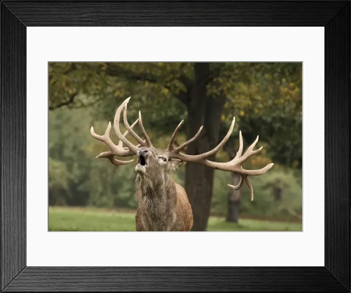 Framed Print : Red Deer - in rut - buck belling - Pfalzer Wald - Germany Framed Print : Red Deer - in rut - buck belling - Pfalzer Wald - Germany