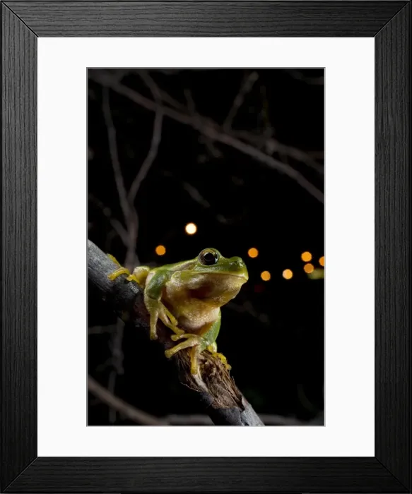 Framed Print : Italian Tree Frog - in habitat - at night - Tuscany - Italy Framed Print : Italian Tree Frog - in habitat - at night - Tuscany - Italy