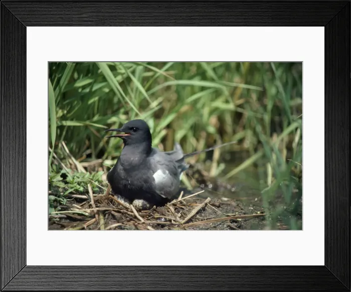 Framed Print : Black Tern - female on nest Framed Print : Black Tern - female on nest