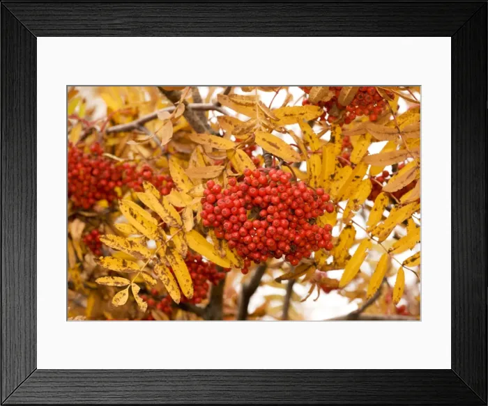 Framed Print : Rowan (mountain ash) in fruit, with autumn colour Framed Print : Rowan (mountain ash) in fruit, with autumn colour