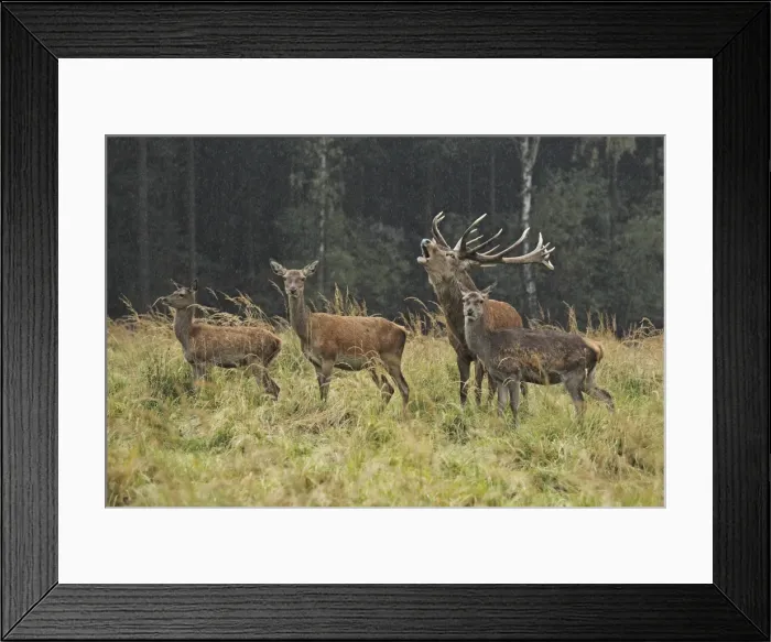 Framed Print : Red Deer - herd in rut - buck belling - Saxonia - Germany Framed Print : Red Deer - herd in rut - buck belling - Saxonia - Germany