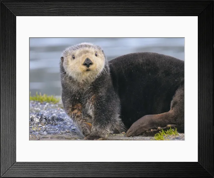 Framed Print : Alaskan / Northern Sea Otter - on shore _D3B3490 Framed Print : Alaskan / Northern Sea Otter - on shore _D3B3490