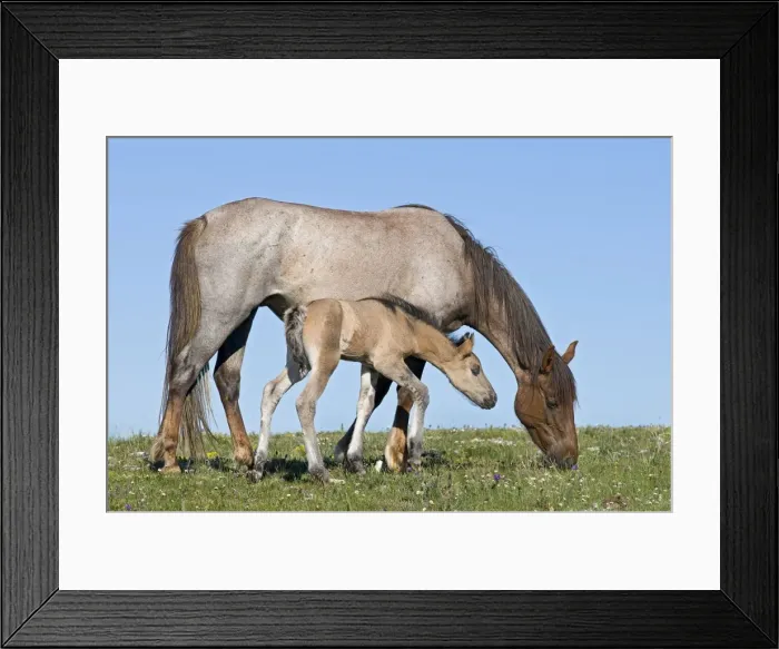 Framed Print : Wild / Feral Horses - mare with colt - Western U. S. - Summer _D3C5225 Framed Print : Wild / Feral Horses - mare with colt - Western U. S. - Summer _D3C5225