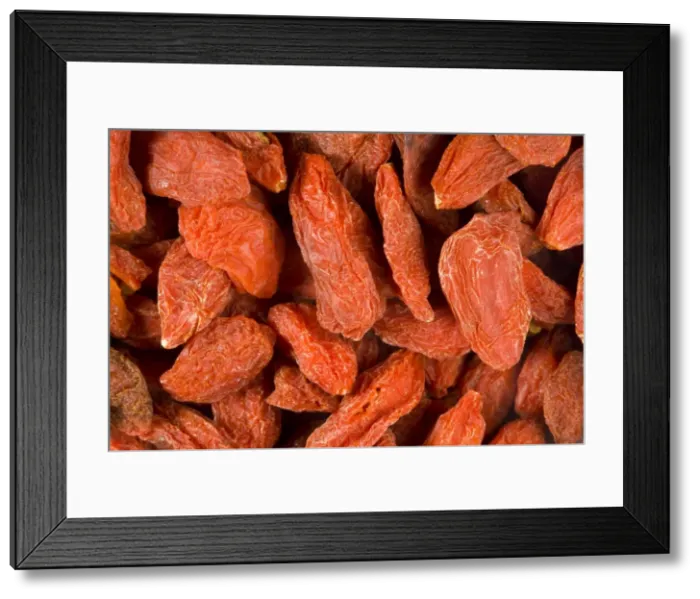 Framed Print : Tibetan Goji berry or Wolf berry Lycium chinense. New superfruit with high levels of Vitamin C, from Ningxia, China Framed Print : Tibetan Goji berry or Wolf berry Lycium chinense. New superfruit with high levels of Vitamin C, from Ningxia, China
