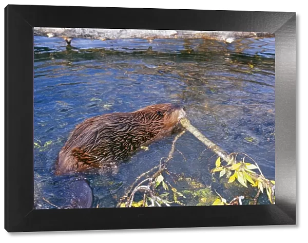 Beaver - carrying branch in water - Western USA