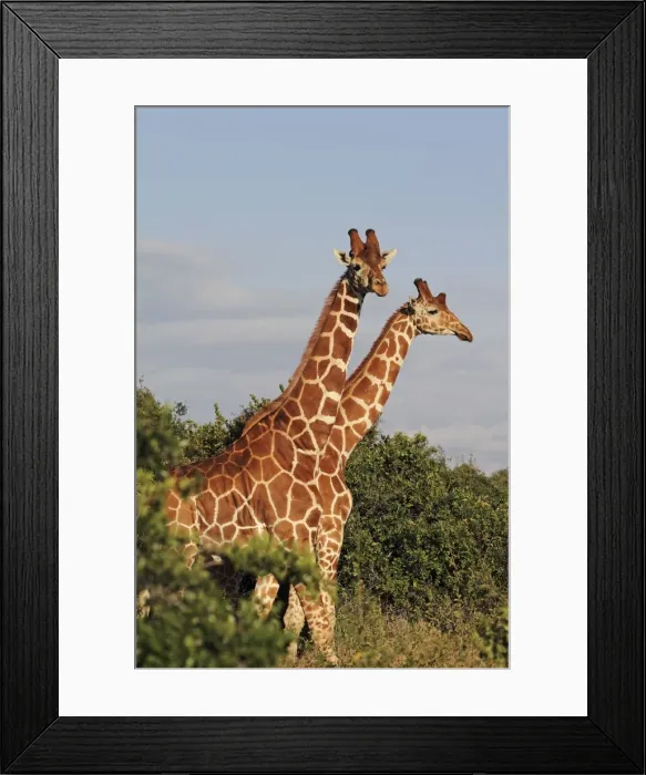 Framed Print : Reticulated Giraffe - family - Solio ranch - Kenya Framed Print : Reticulated Giraffe - family - Solio ranch - Kenya