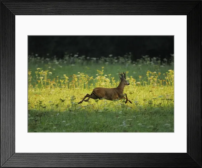 Framed Print : Roe Deer - buck running in meadow - summer - Germany Framed Print : Roe Deer - buck running in meadow - summer - Germany