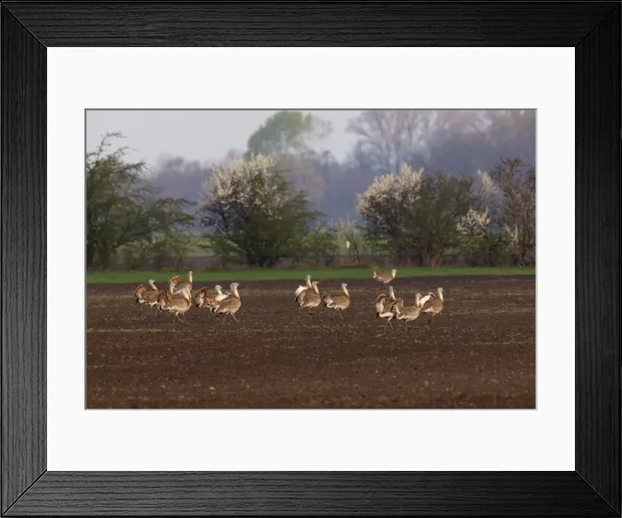 Framed Print : Great Bustard - males in mating season - Austria Framed Print : Great Bustard - males in mating season - Austria