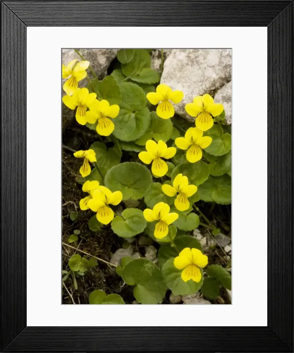 Framed Print : Yellow Wood Violet (Viola biflora), Dolomites, north Italy Framed Print : Yellow Wood Violet (Viola biflora), Dolomites, north Italy