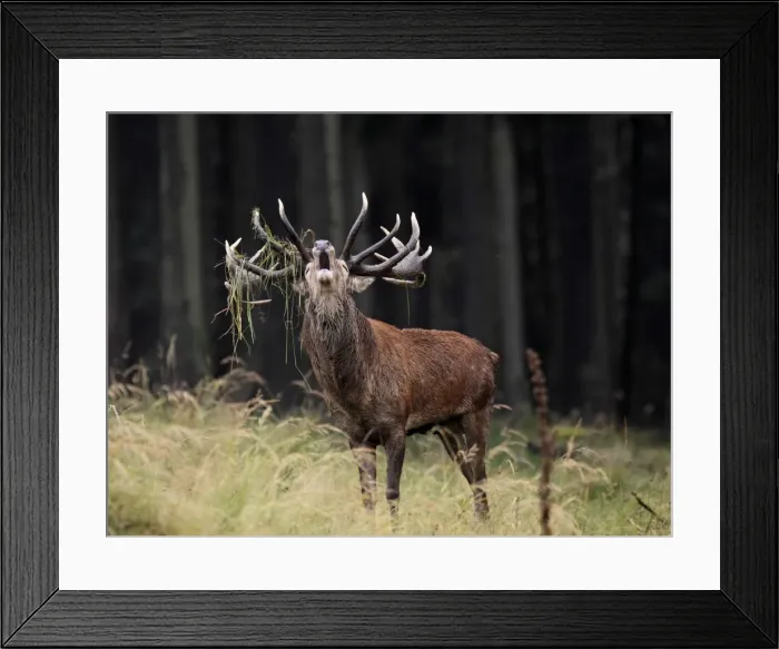 Framed Print : Red Deer - in rut - buck belling - Saxonia - Germany Framed Print : Red Deer - in rut - buck belling - Saxonia - Germany