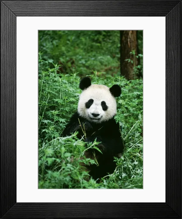 Framed Print : Giant Panda TOM 95 Wolong Nature Reserve, China Ailuropoda melanoleuca © Tom & Pat Leeson / ARDEA LONDON Framed Print : Giant Panda TOM 95 Wolong Nature Reserve, China Ailuropoda melanoleuca © Tom & Pat Leeson / ARDEA LONDON