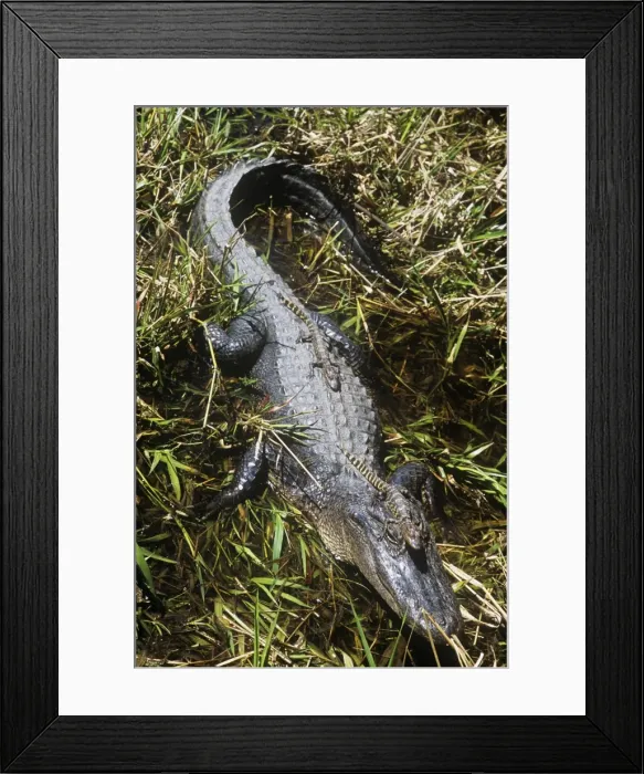 Framed Print : American Alligator - Female with young Framed Print : American Alligator - Female with young