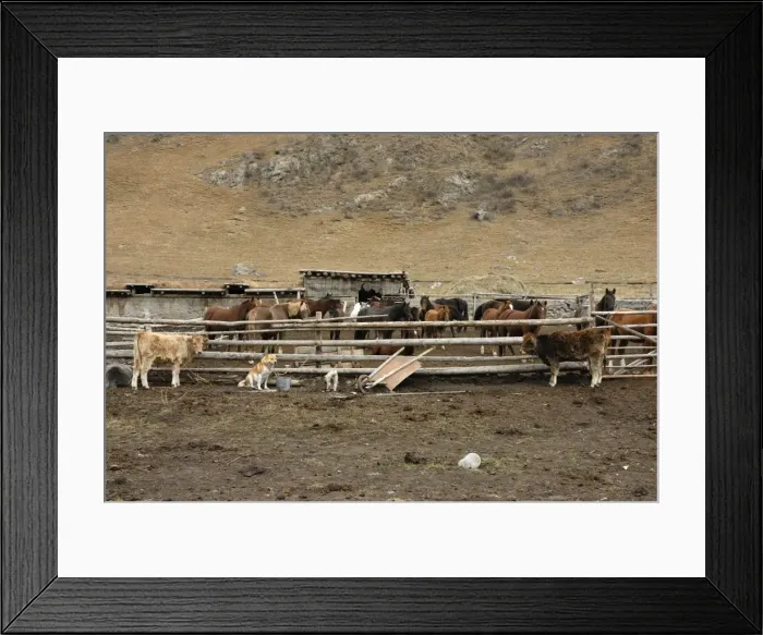 Framed Print : Horses & Cattle - Farmer Ranch, Tienschan, Kazakhstan Framed Print : Horses & Cattle - Farmer Ranch, Tienschan, Kazakhstan