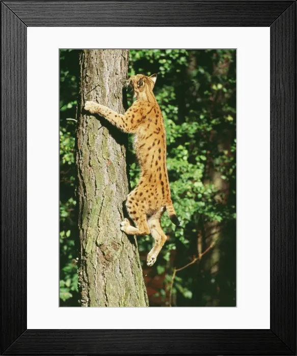Framed Print : Lynx - climbing tree Framed Print : Lynx - climbing tree
