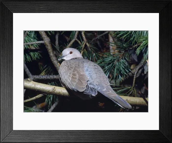 Framed Print : Spotted Dove / Spotted Turtle Dove / Chinese Turtle Dove Framed Print : Spotted Dove / Spotted Turtle Dove / Chinese Turtle Dove