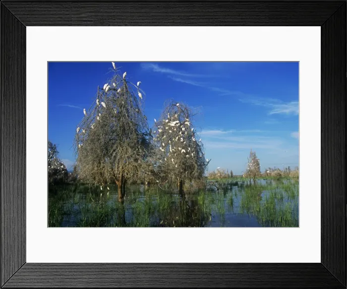 Framed Print : Cattle Egrets - nesting in drowned Acacia Trees - Lake Manyara - Tanzania Framed Print : Cattle Egrets - nesting in drowned Acacia Trees - Lake Manyara - Tanzania