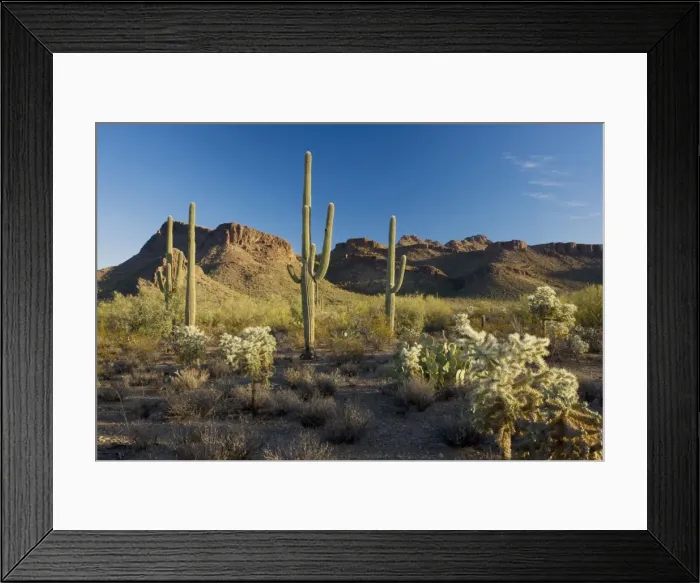 Framed Print : Giant Cactus or Saguaro Carnegiea gigantea with chollas in the Saguaro National Park (west), Sonoran Desert, Arizona Framed Print : Giant Cactus or Saguaro Carnegiea gigantea with chollas in the Saguaro National Park (west), Sonoran Desert, Arizona