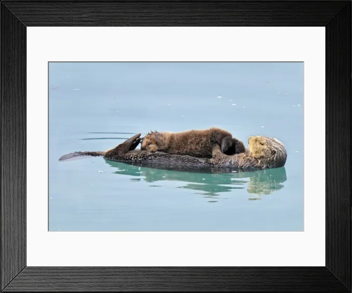 Framed Print : Alaskan / Northern Sea Otter - mother and pup on water - Alaska _D3B3698 Framed Print : Alaskan / Northern Sea Otter - mother and pup on water - Alaska _D3B3698