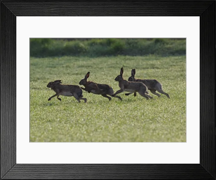 Framed Print : European / Brown Hare - running - in mating season - Austria Framed Print : European / Brown Hare - running - in mating season - Austria
