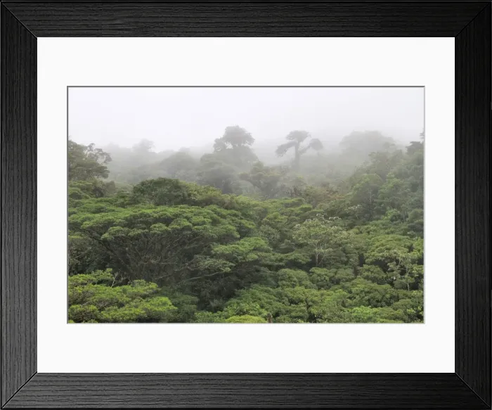 Framed Print : Cloud forest, Monteverde, Costa Rica