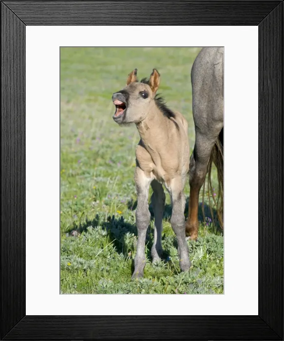 Framed Print : Wild / Feral Horse - colt with mouth open - Western U. S. - Summer _D3C4783 Framed Print : Wild / Feral Horse - colt with mouth open - Western U. S. - Summer _D3C4783